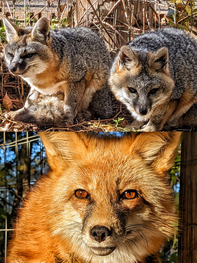 50%0FF休斯頓動物園開啟你與動物的零距離接觸