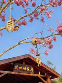 江門綠美生態園：實拍最美紫花風鈴木