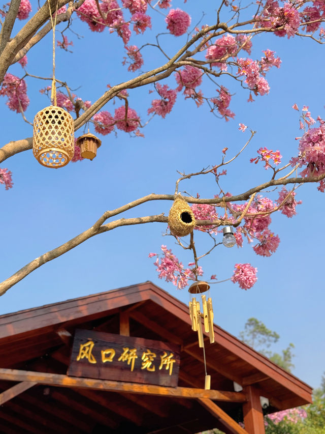 江門綠美生態園：實拍最美紫花風鈴木
