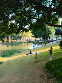 深圳好逛公園系列｜落羽杉草地和流水潺潺