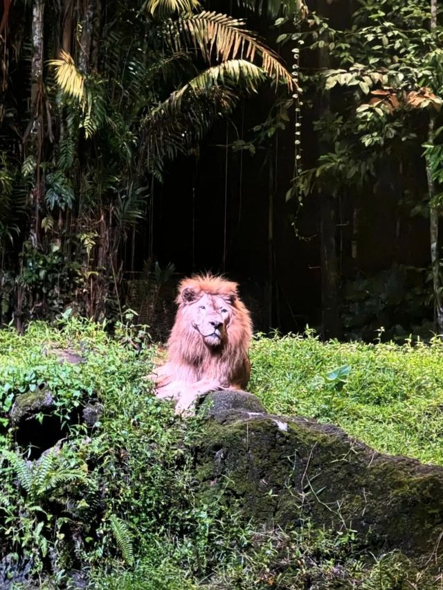 新加坡四大動物園保姆級遊玩路線