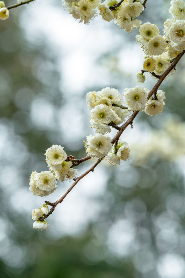 成都｜地鐵直達！文化公園超級超級上鏡的綠梅