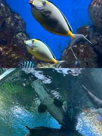海南陵水 | 富力海洋歡樂世界全攻略保姆級不踩雷