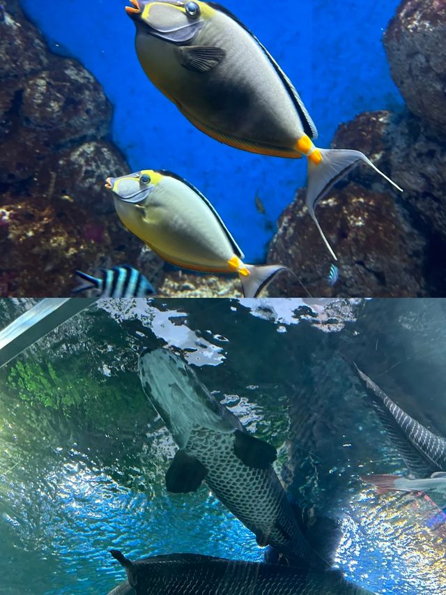 海南陵水 | 富力海洋歡樂世界全攻略保姆級不踩雷
