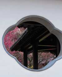 2月17日實拍南京雨花台梅崗梅花已上線今年