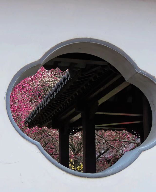 2月17日實拍南京雨花台梅崗梅花已上線今年