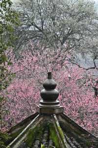 「寺若成，國即清」國清寺導遊講解可預約