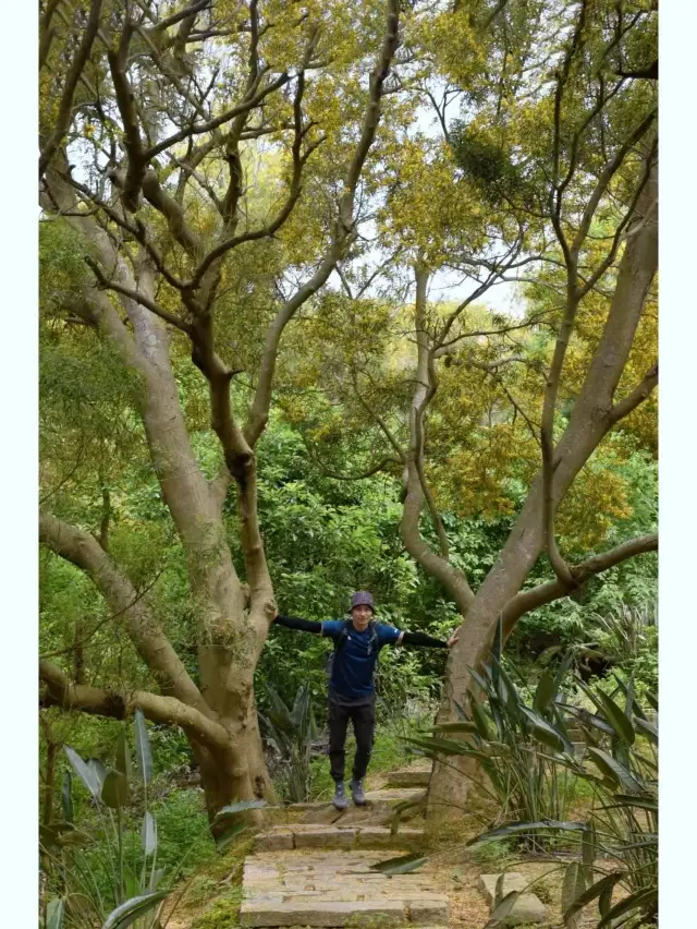東坪山相思樹，真的可以治癒精神內耗