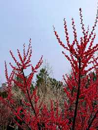 上海，仲去世紀公園？莘莊梅園靚到暈！