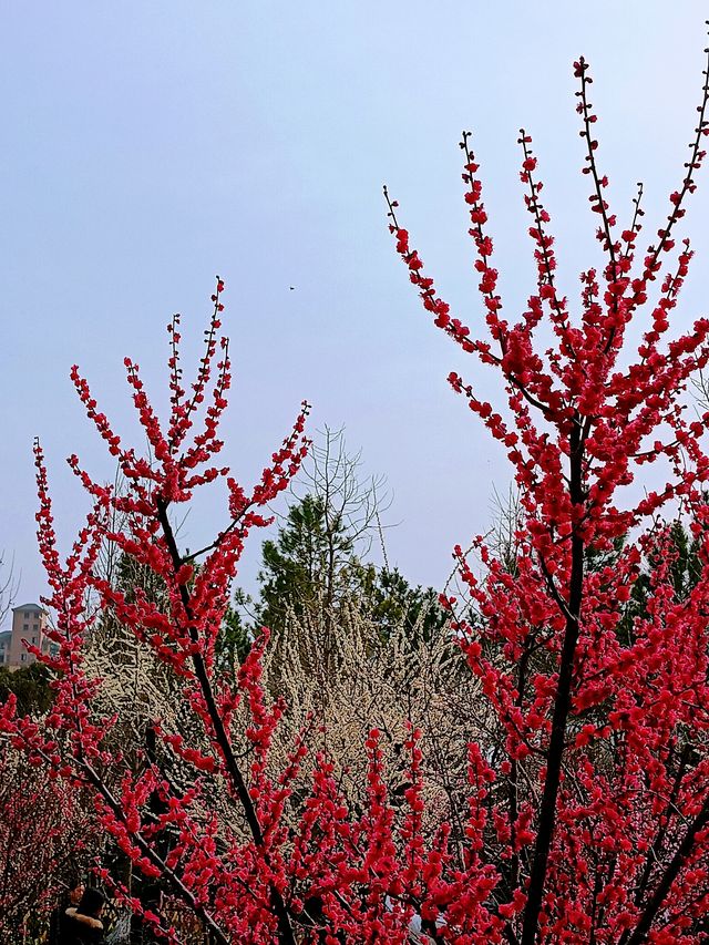 上海，仲去世紀公園？莘莊梅園靚到暈！