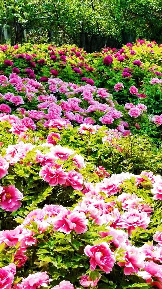 打卡菏澤｜解鎖牡丹驚艷時刻