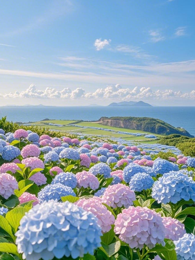 赴一場濟州島繡球花的繽紛之約