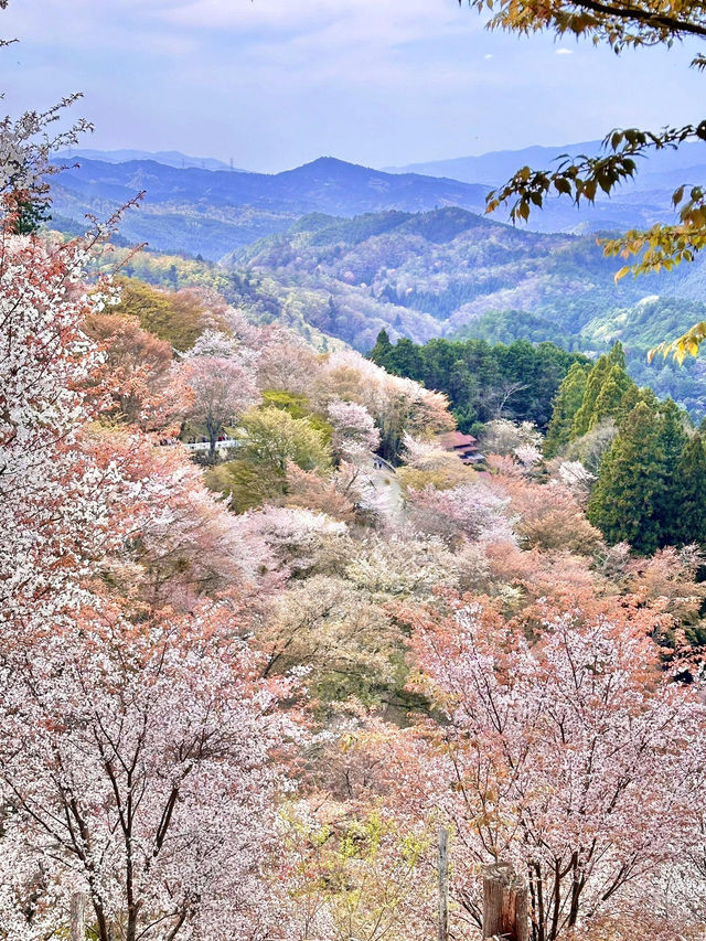 🌸在吉野山，赴一場千本櫻的浪漫之約