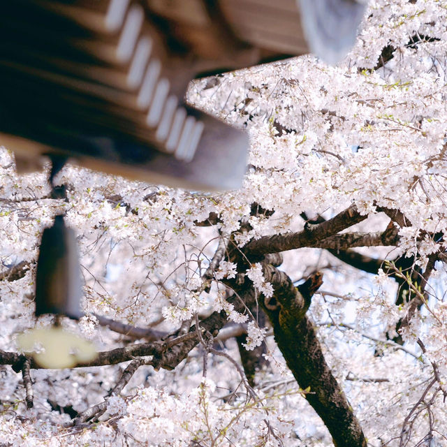 🌸名古屋限定！香積院藏著的夢幻櫻景