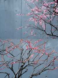 上海靜安雕塑公園梅花太頂流了