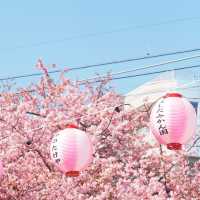 🌸被上野公園的櫻花美到失語啦