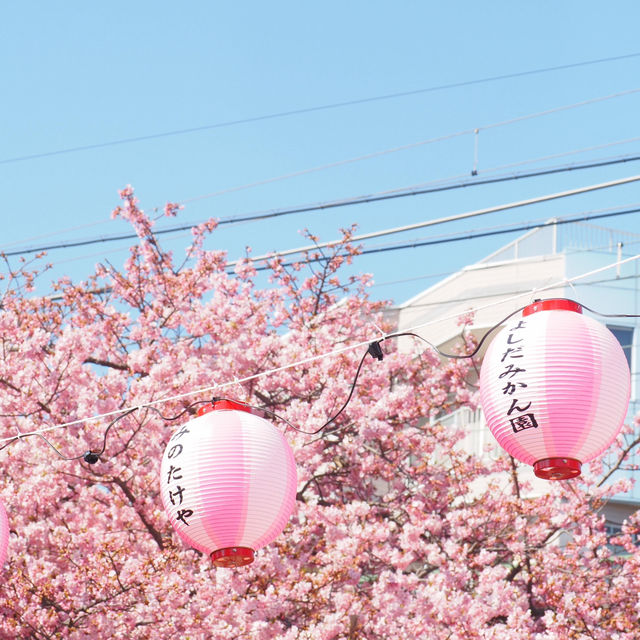 🌸被上野公園的櫻花美到失語啦
