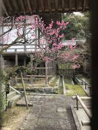 老友必收藏日本旅遊超全攻略