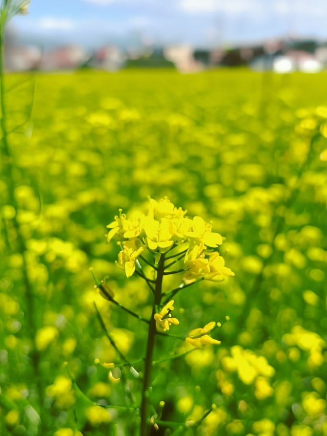 廈門春日限定，邂逅絕美油菜花海！