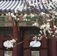 🌸韓國春日限定 | 景福宮的櫻花盛宴