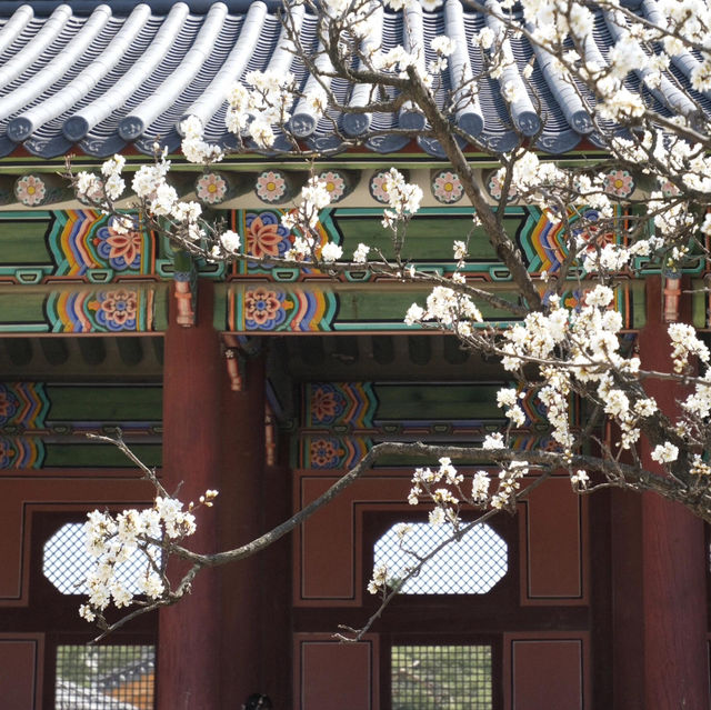 🌸韓國春日限定 | 景福宮的櫻花盛宴