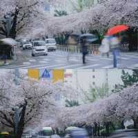 釜山廣安里🌸落櫻繽紛，雨櫻也迷人🌧️