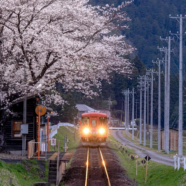 京都🌸3條此生必走的City Walk賞櫻路線