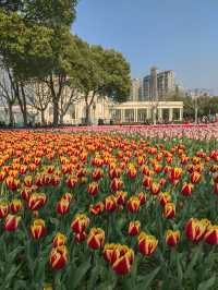 魔都嘅春天，又點可以錯過大寧鬱金香公園
