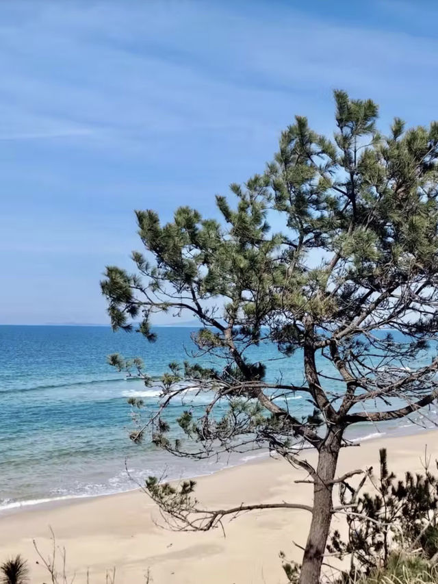 海風與繁花的輕語——海之中道海濱公園與能古島