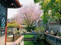 Exploring Zhongshan City Parks During Spring Full Bloom