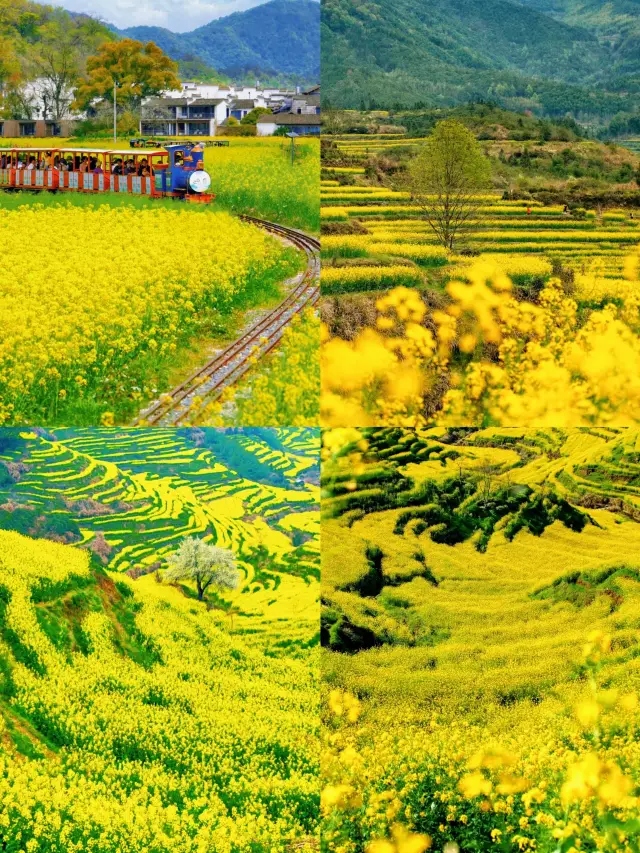 Wuyuan Rapeseed Flower Viewing Guide