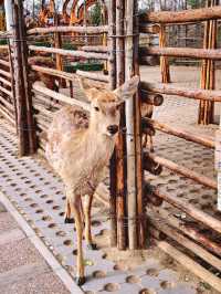 北京1.5小時直達！辛瑪森林動物樂園全攻略