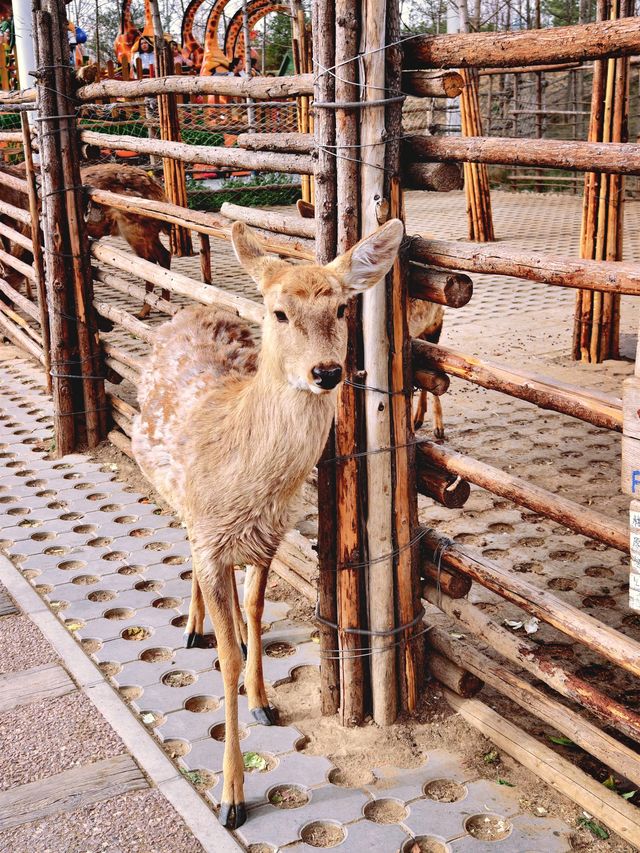 北京1.5小時直達！辛瑪森林動物樂園全攻略