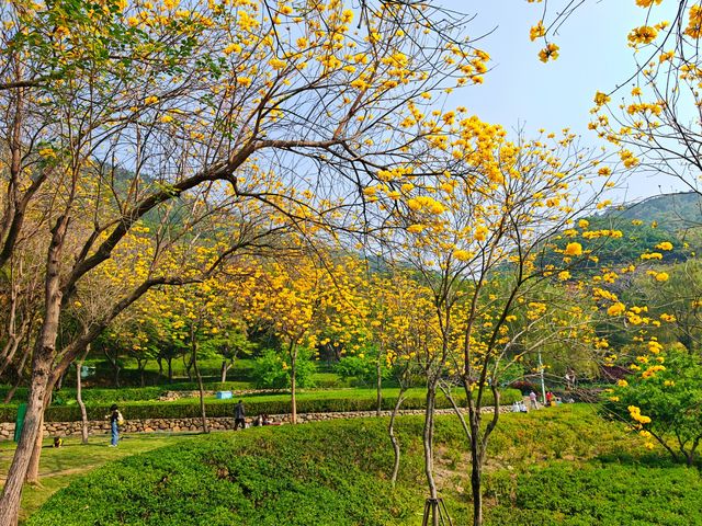黃風鈴花開季