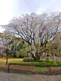 東京櫻花 六義園 滿開 櫻吹雪 3月28日