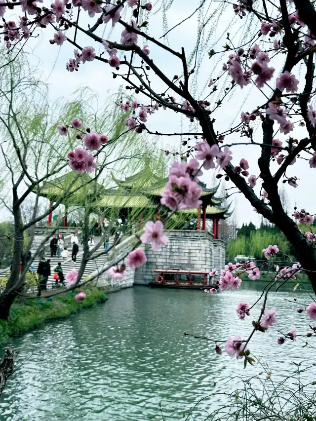 Must-See Peach Blossom Guide for Visiting Slender West Lake in Spring!