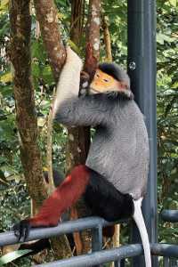 Discover Asia's First Rainforest Adventure Zoo in Singapore!