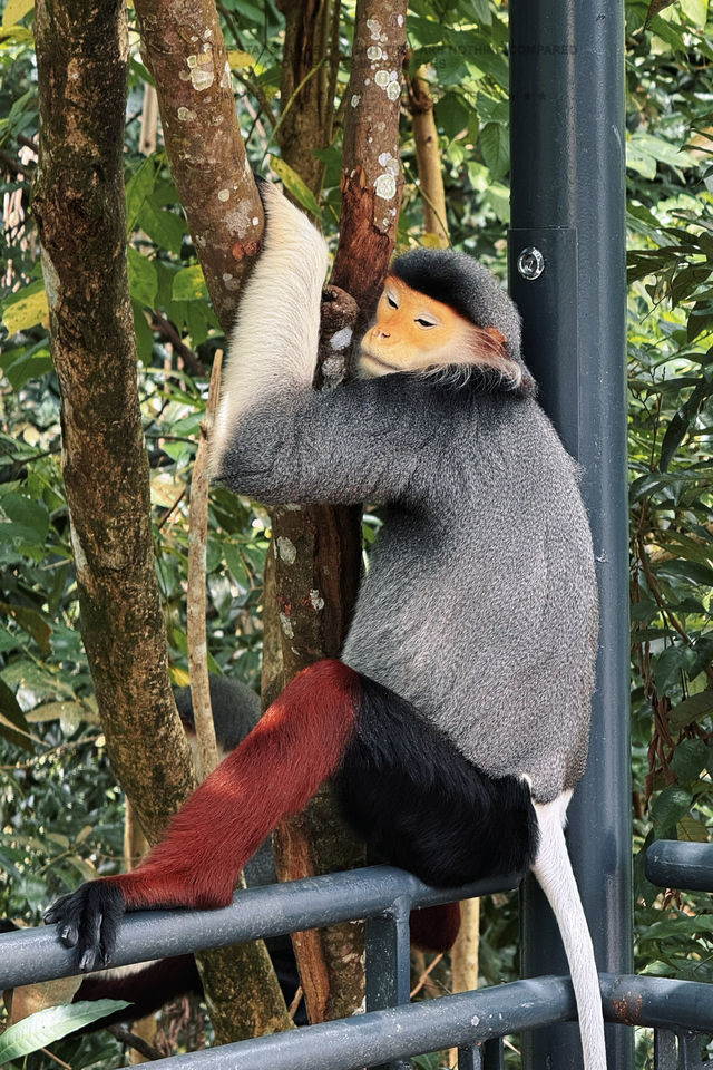 Discover Asia's First Rainforest Adventure Zoo in Singapore!