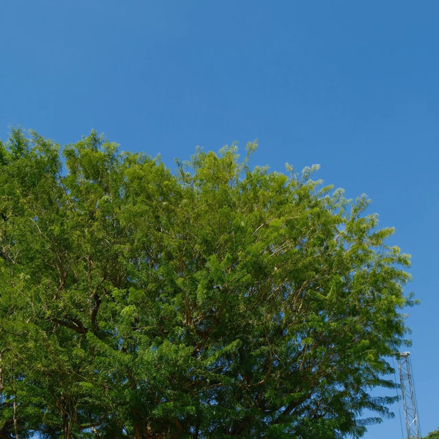 🇸🇬探秘新加坡 | 福康寧公園樹洞，藏在都市裡的綠野仙蹤