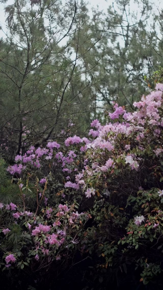 昆明四月遊丨在杜鵑盛開時，踏入春山