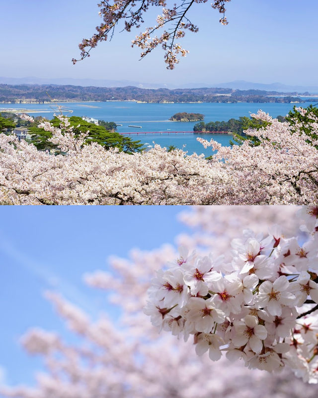 白石川千櫻公園賞櫻全攻略