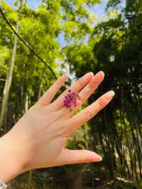 莫干山竹林秘境