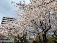 【北海道｜怎樣在北海道札幌赴一場櫻花盛宴 🌸 意外的櫻花驚喜】