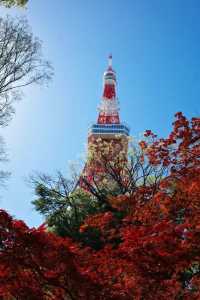 東京タワーと桜の絶景