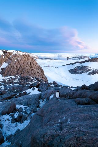 Antarctica's only luxury camping site is about to be surrounded by emperor penguins!