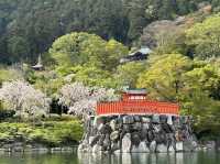 🌸抓住櫻花尾巴，勝尾寺的絕美時光