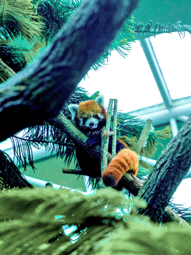 新加坡動物園會懲罰每一個唔做攻略嘅人