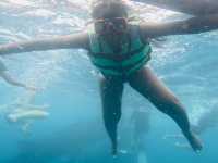 The majestic Oslob Whale-sharks 