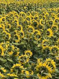 🌻東莞橫瀝葵香園 | 邂逅燦爛向日葵花海