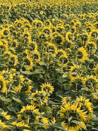 🌻東莞橫瀝葵香園 | 邂逅燦爛向日葵花海